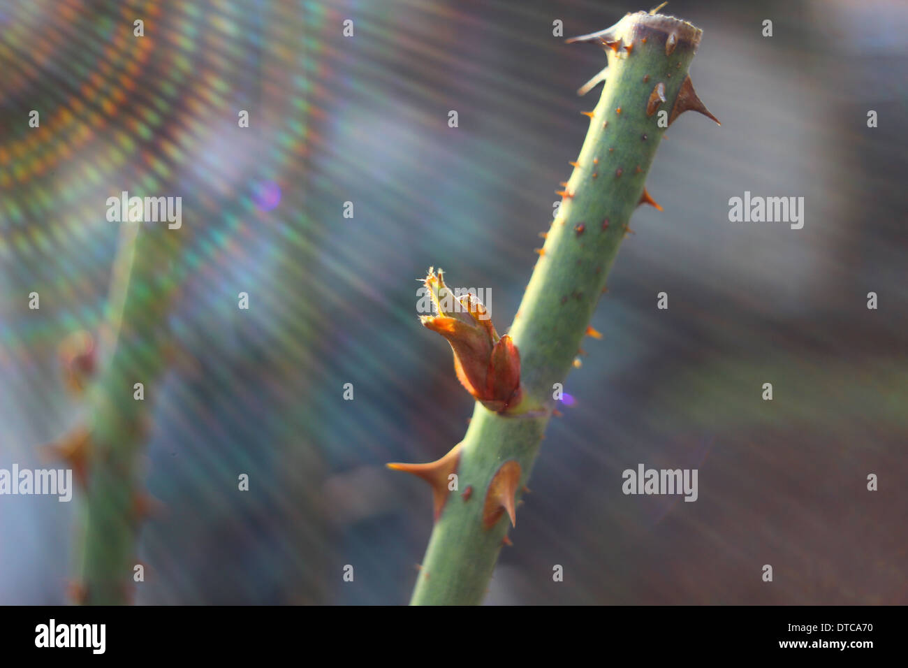 Bourgeon d’arbre Banque D'Images