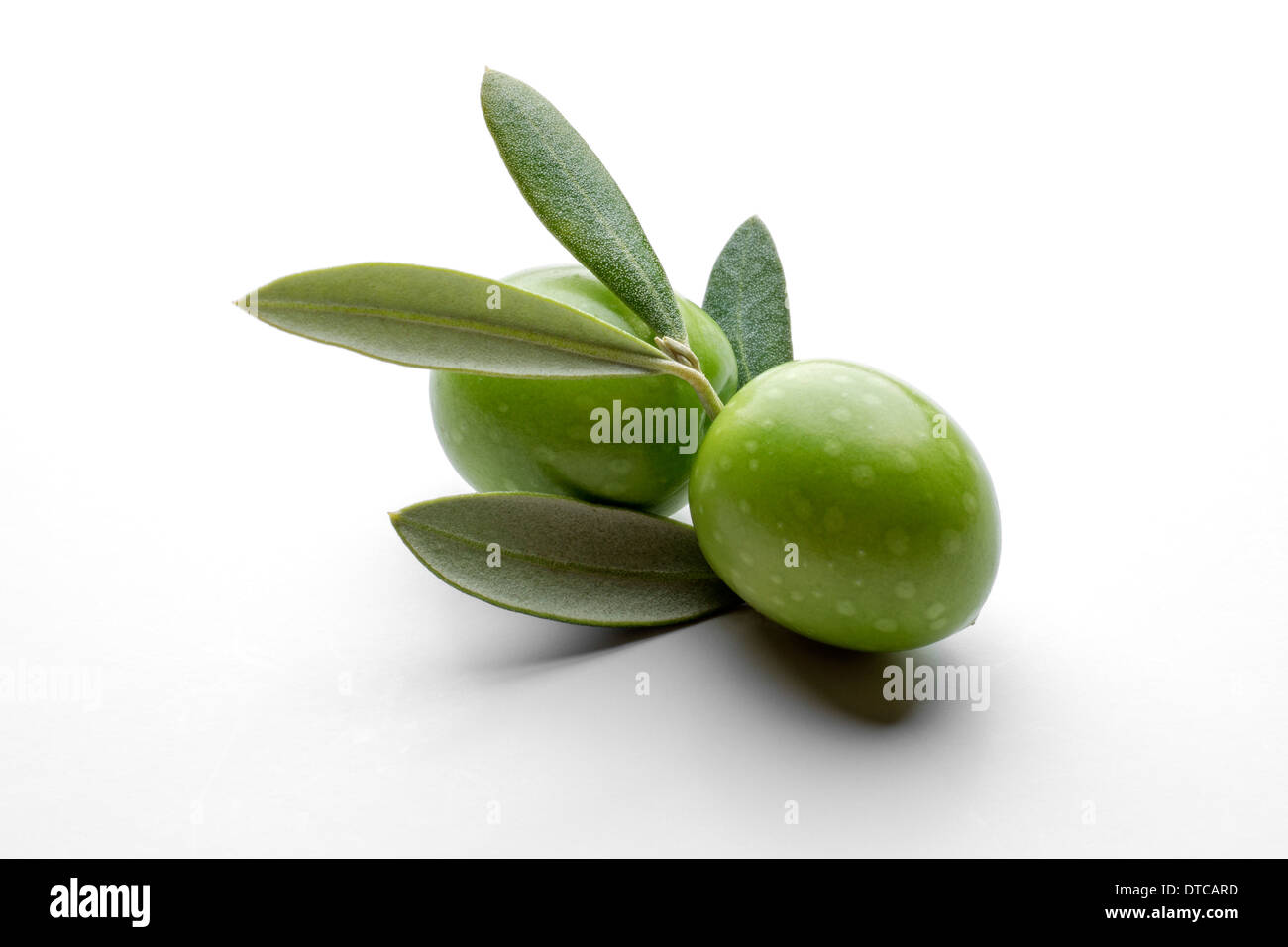 Rameau d'olives aceituna en rama de olivo Banque D'Images