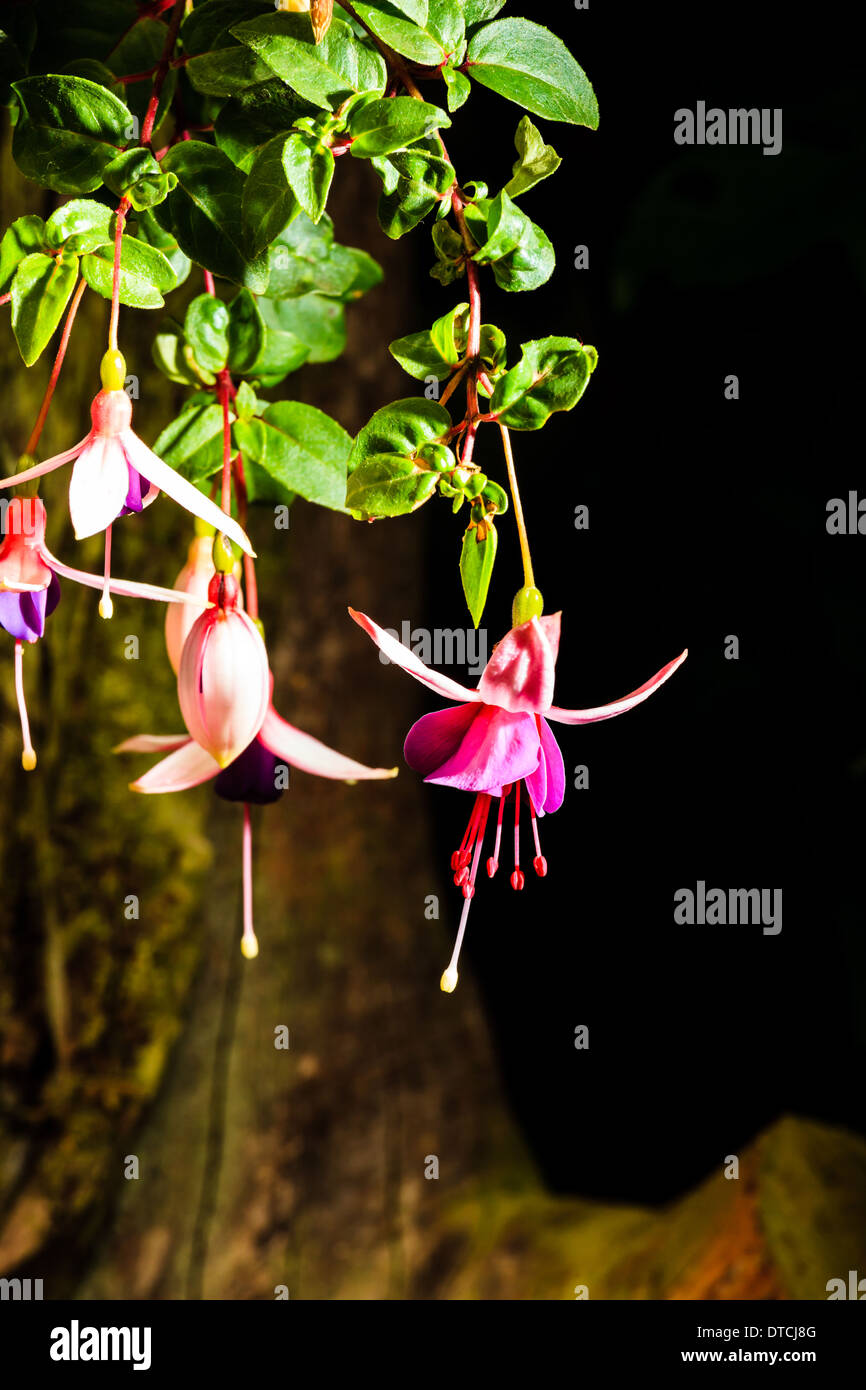 Lady's Fuchsia fleur gouttes otiques Banque D'Images