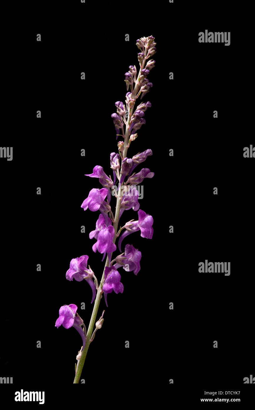 (Purple Toadflax Linaria purpurea) Banque D'Images