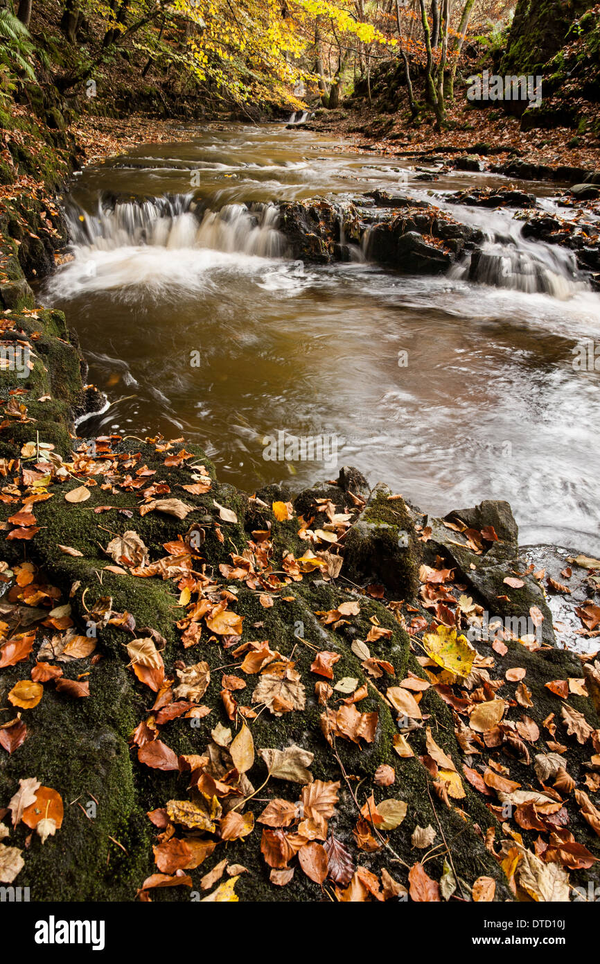 Bowlee Beck aux couleurs de l'automne, la région de Teesdale, Angleterre Banque D'Images