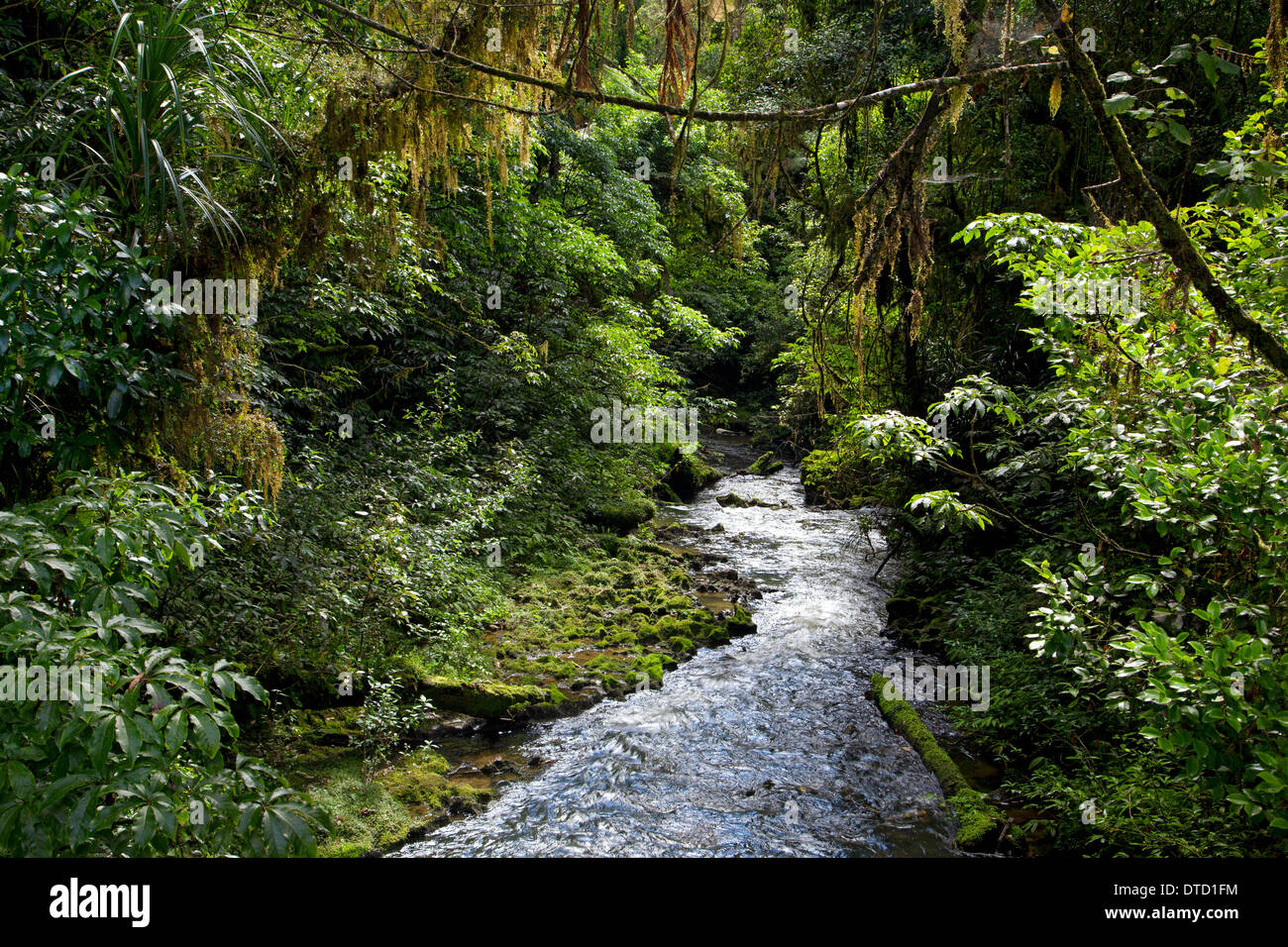 Ruakuri Scenic reserve, les forêts à pied, Waitomo, île du Nord, Nouvelle-Zélande Banque D'Images