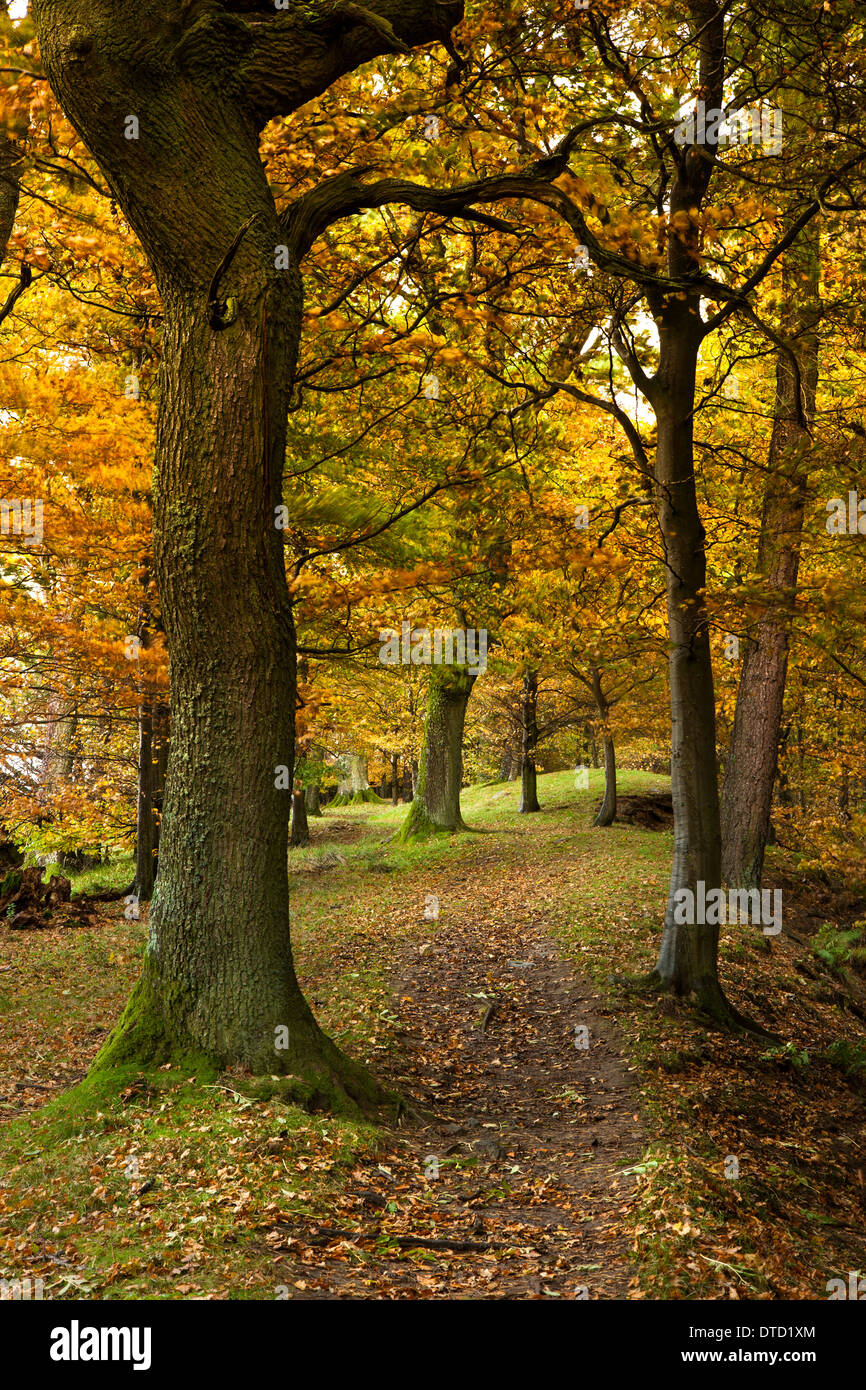 Bois et couleurs d'automne à Bowlees réserve naturelle, la région de Teesdale, Angleterre Banque D'Images