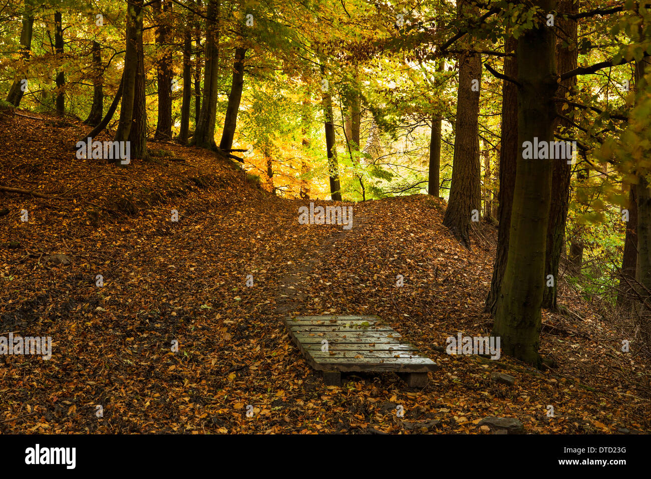 Bois et couleurs d'automne à Bowlees réserve naturelle, la région de Teesdale, Angleterre Banque D'Images