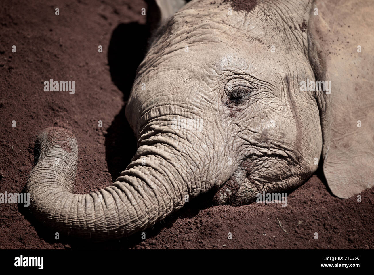 Les jeunes éléphants orphelins bénéficie d'un bain de boue. Éléphant Sheldrick Nairobi au Kenya. Banque D'Images