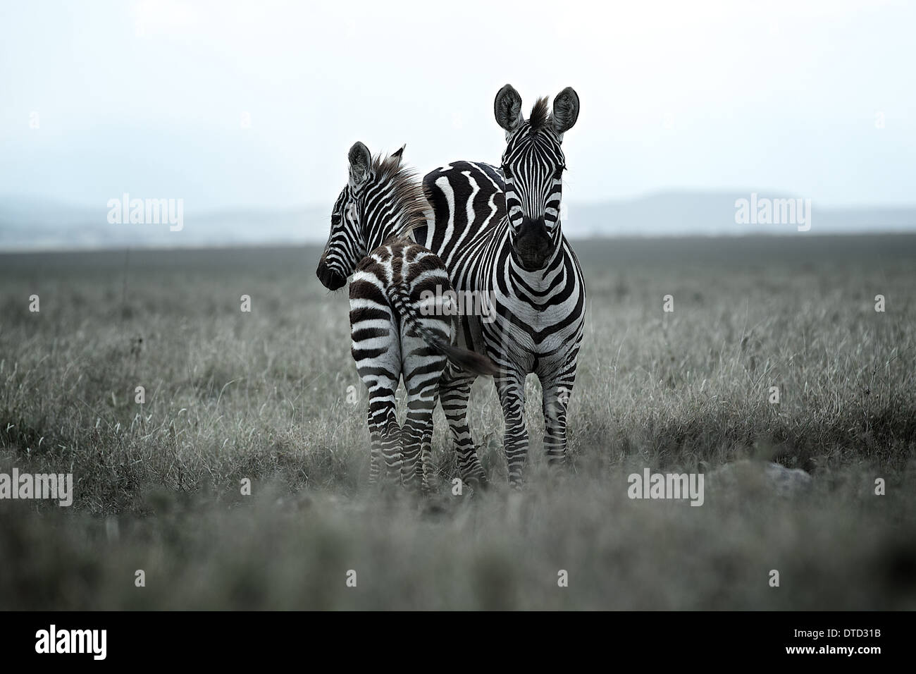 Zebra Zebra et poulain sur l'herbe du parc national Serengeti Savannah Tanzanie Banque D'Images