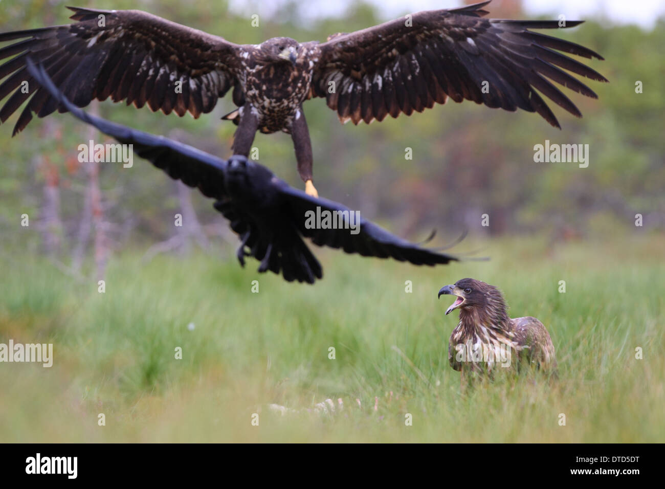 L'atterrissage à queue blanche (Haliaeetus albicilla) Banque D'Images