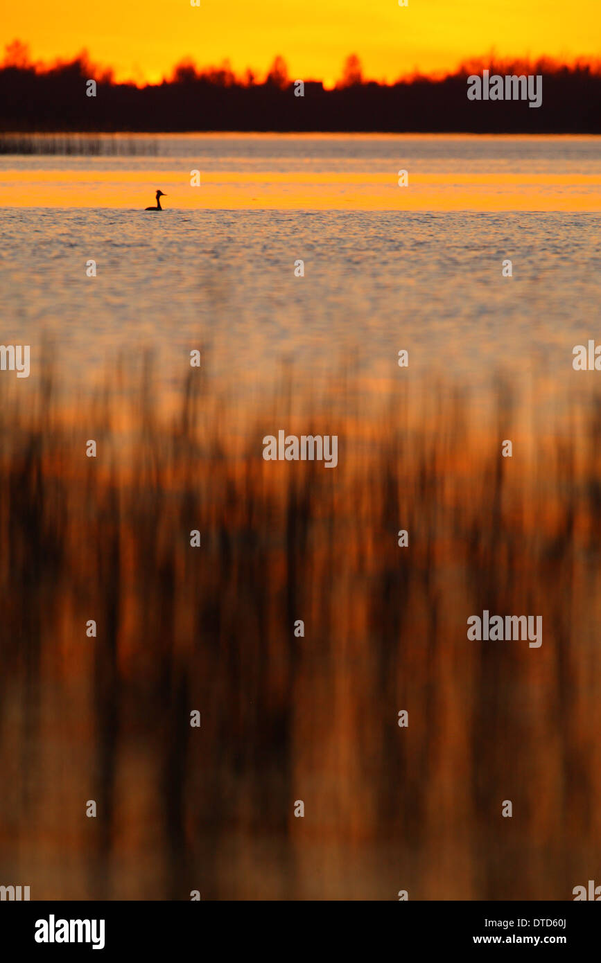 Grèbe huppé (Podiceps cristatus) au lac Saadjärv au coucher du soleil. L'Estonie, Europe Banque D'Images