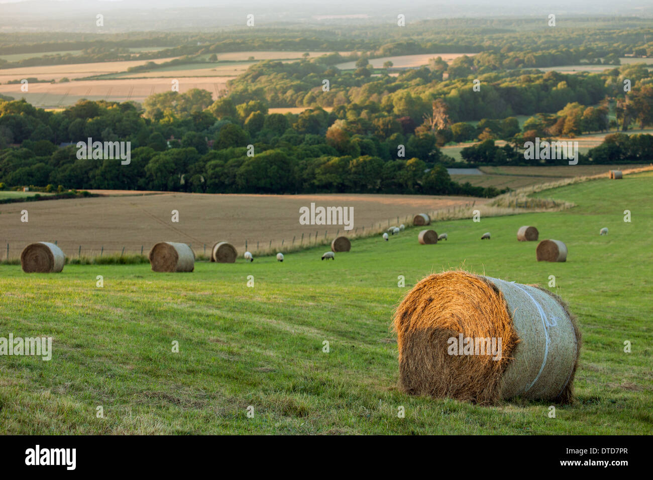 Bottes de foin sur les South Downs près de Polegate, East Sussex, UK. Banque D'Images
