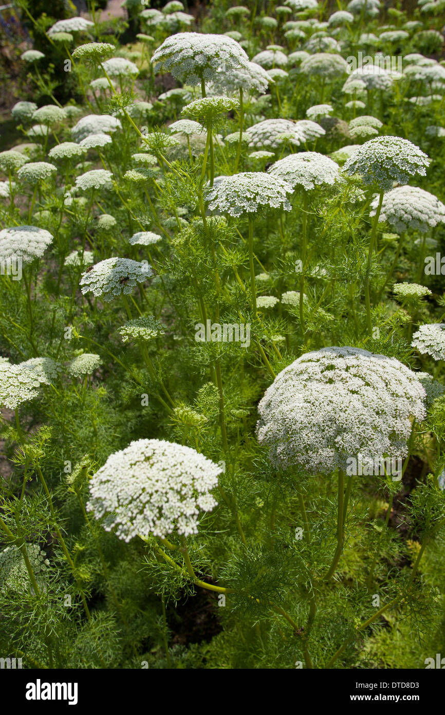 Dent, ramassage, bisnaga toothpickweed, khella, Zahnstochre-Ammei Zahnstochrekraut Ammei, Echter, Ammi visnaga, Daucus, visnaga Banque D'Images