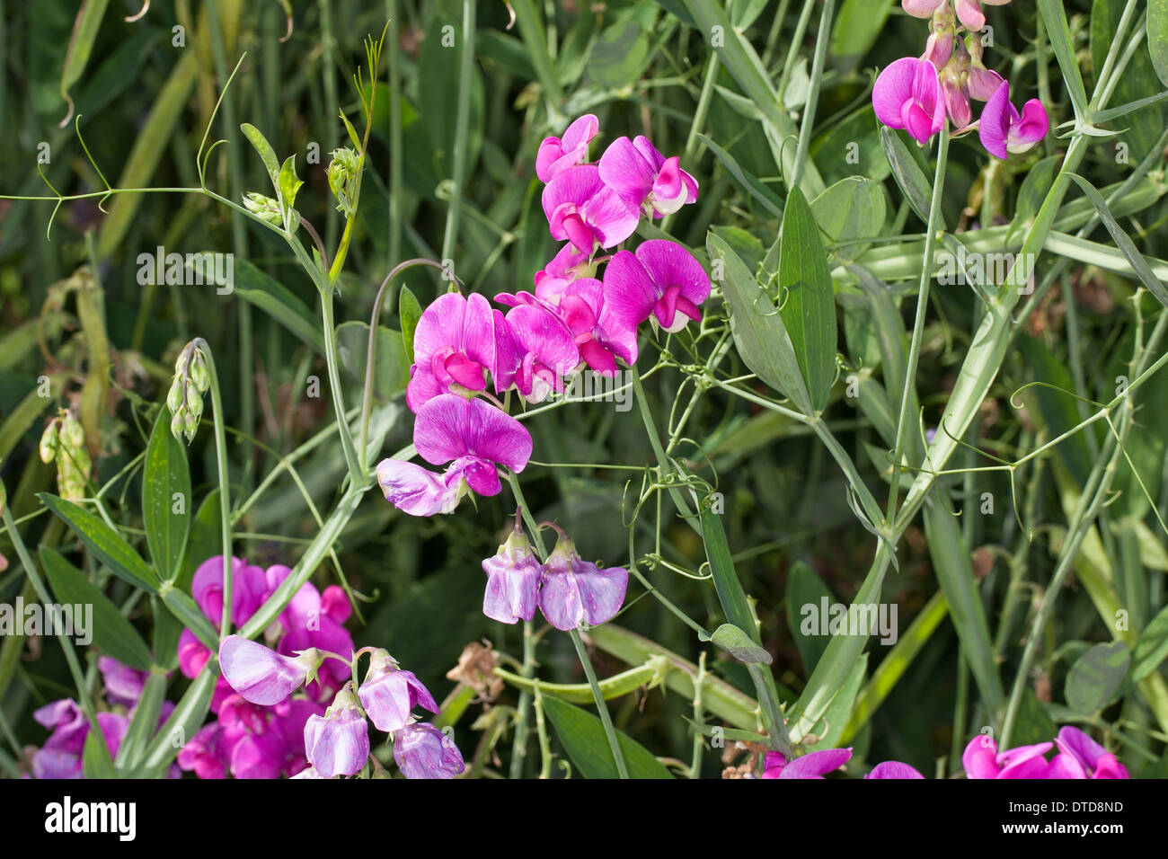 Everlasting Pois, pois vivaces vivaces, peavine, Breitblättrige Platterbse Lathyrus latifolius, Staudenwicke, Banque D'Images