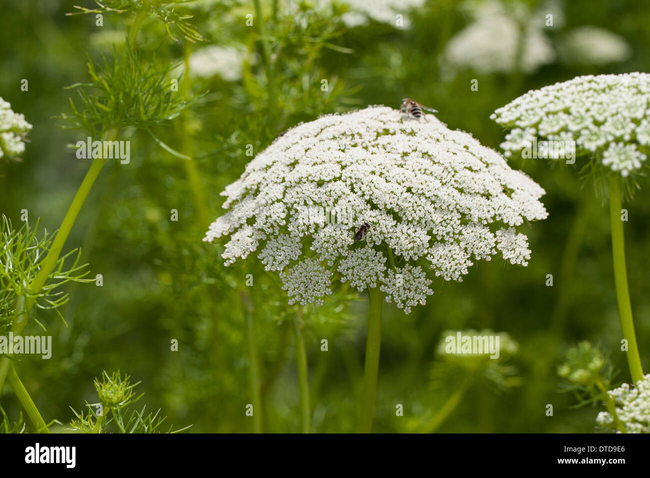 Dent, ramassage, bisnaga toothpickweed, khella, Zahnstochre-Ammei Zahnstochrekraut Ammei, Echter, Ammi visnaga, Daucus, visnaga Banque D'Images