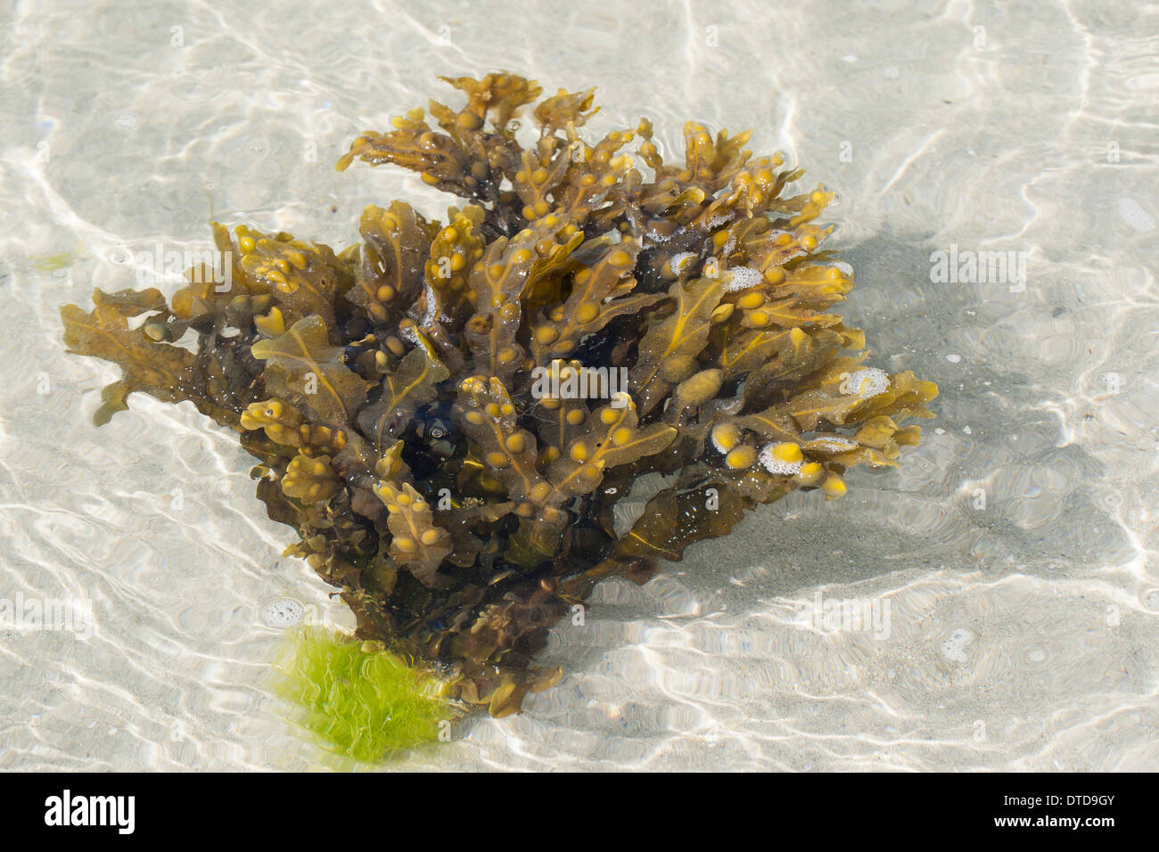 Rack de la vessie, vessie, bladderrack rock, fucus, varech, rack, Blasentang Blasen-Tang Halidrys, Fucus vesiculosus, vesiculosus Banque D'Images