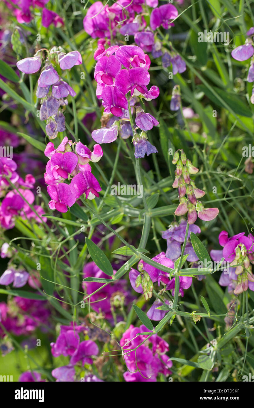 Everlasting Pois, pois vivaces vivaces, peavine, Breitblättrige Platterbse Lathyrus latifolius, Staudenwicke, Banque D'Images