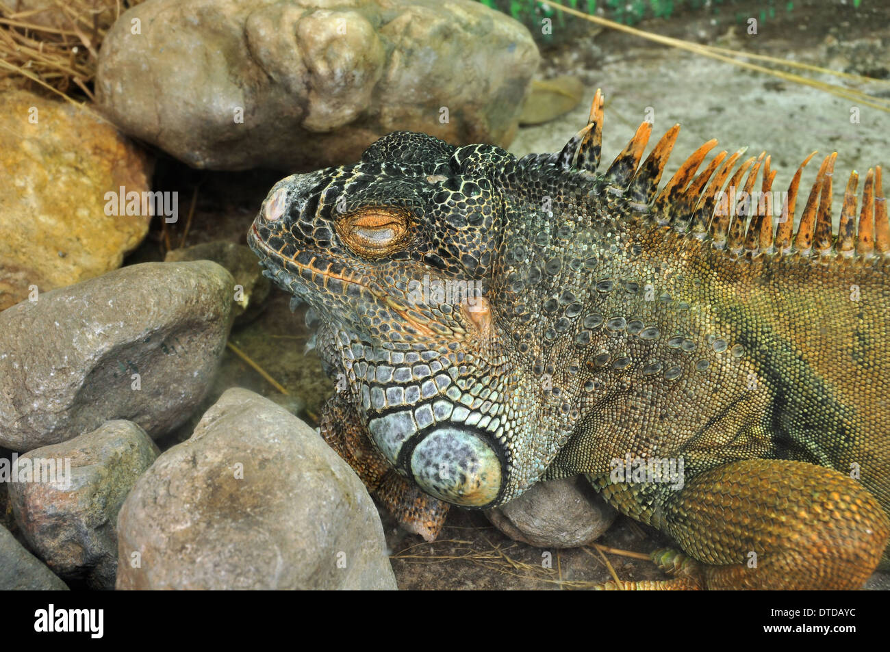 Green iguana reptile libre. Gros plan d'animaux exotiques. Banque D'Images