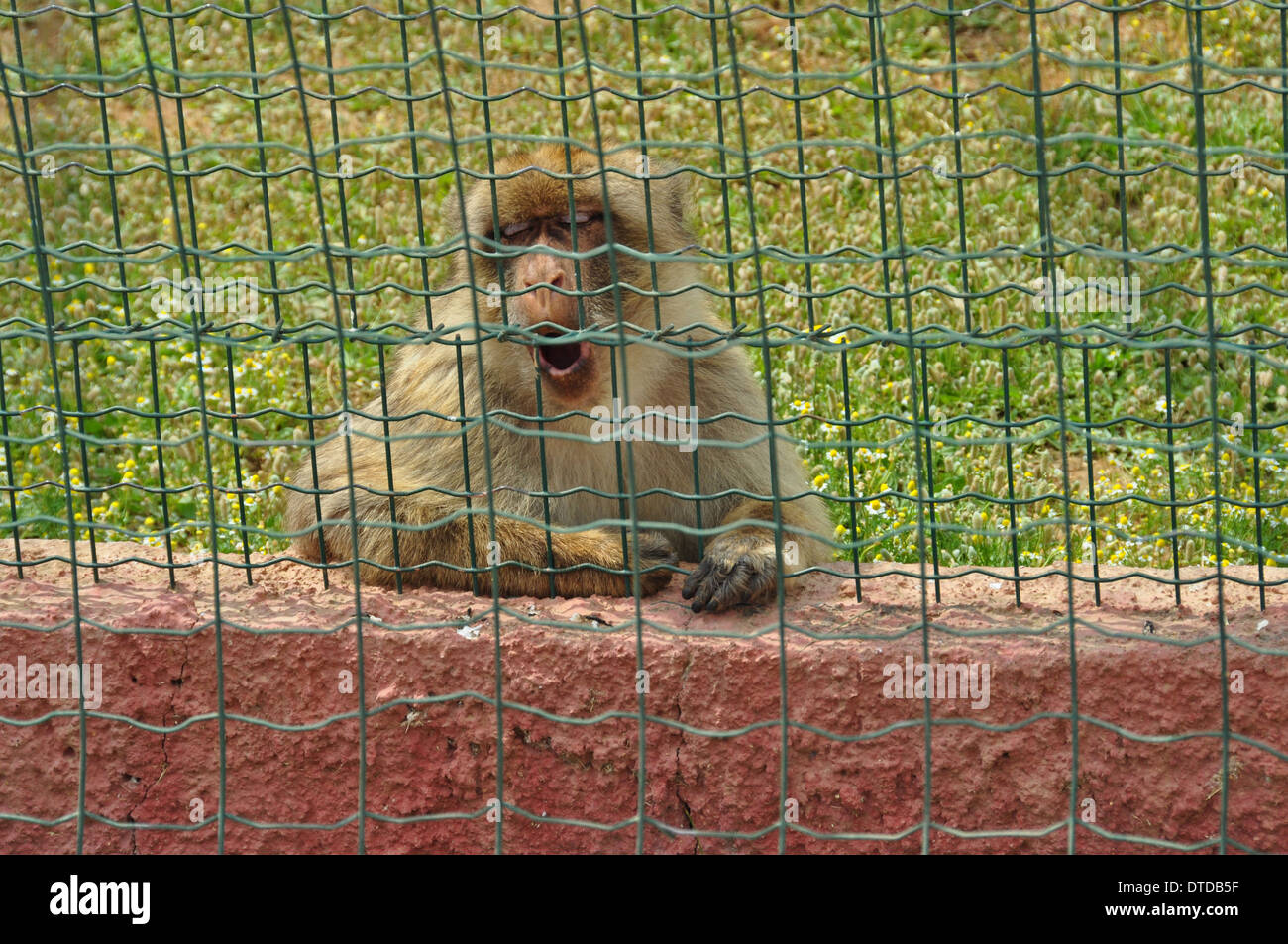 Singe Macaque en captivité. Des animaux sauvages au zoo. Banque D'Images