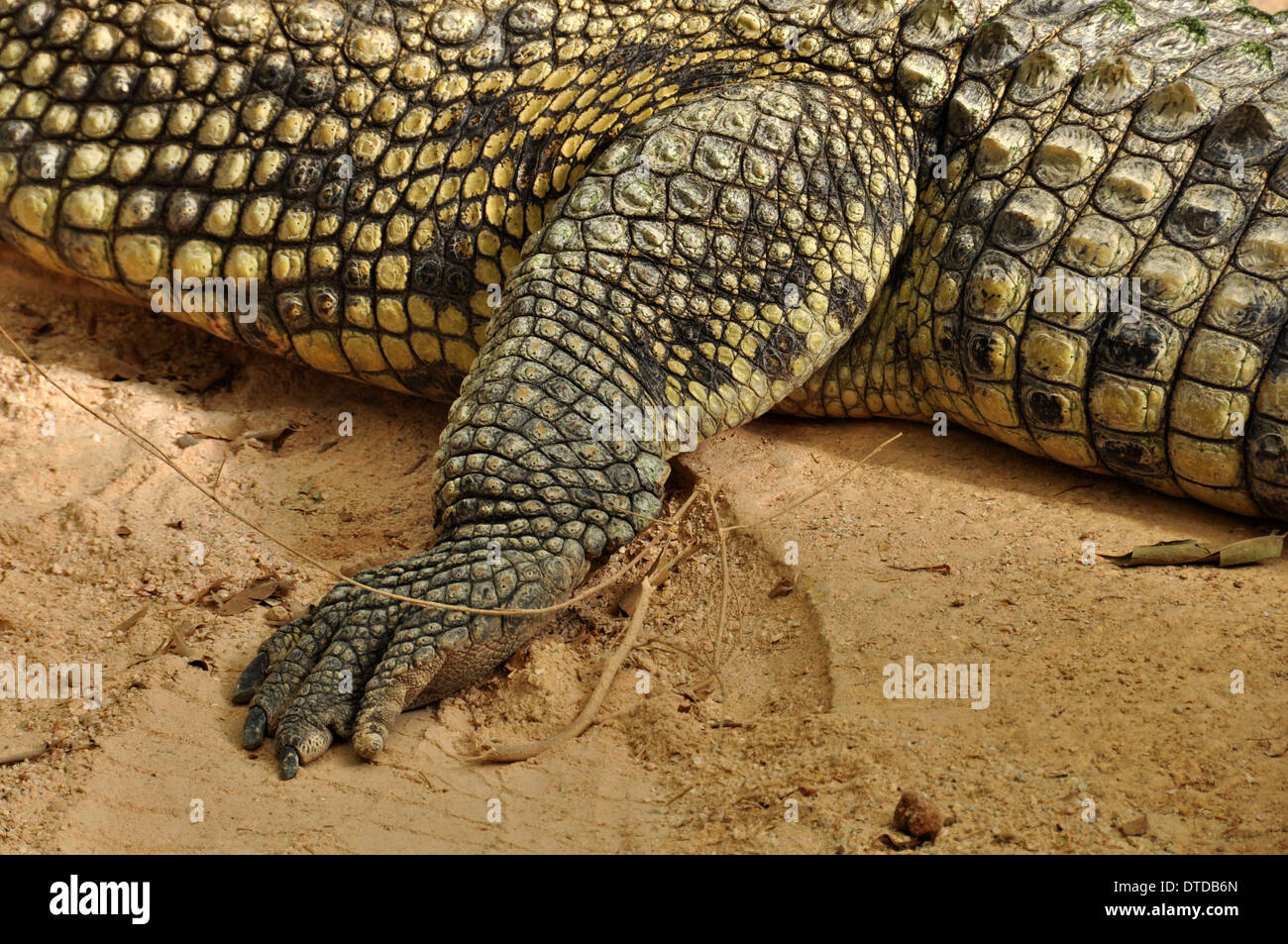 Pinces crocodiles du Nil et de la peau de reptile grand détail. Animal sauvage. Banque D'Images