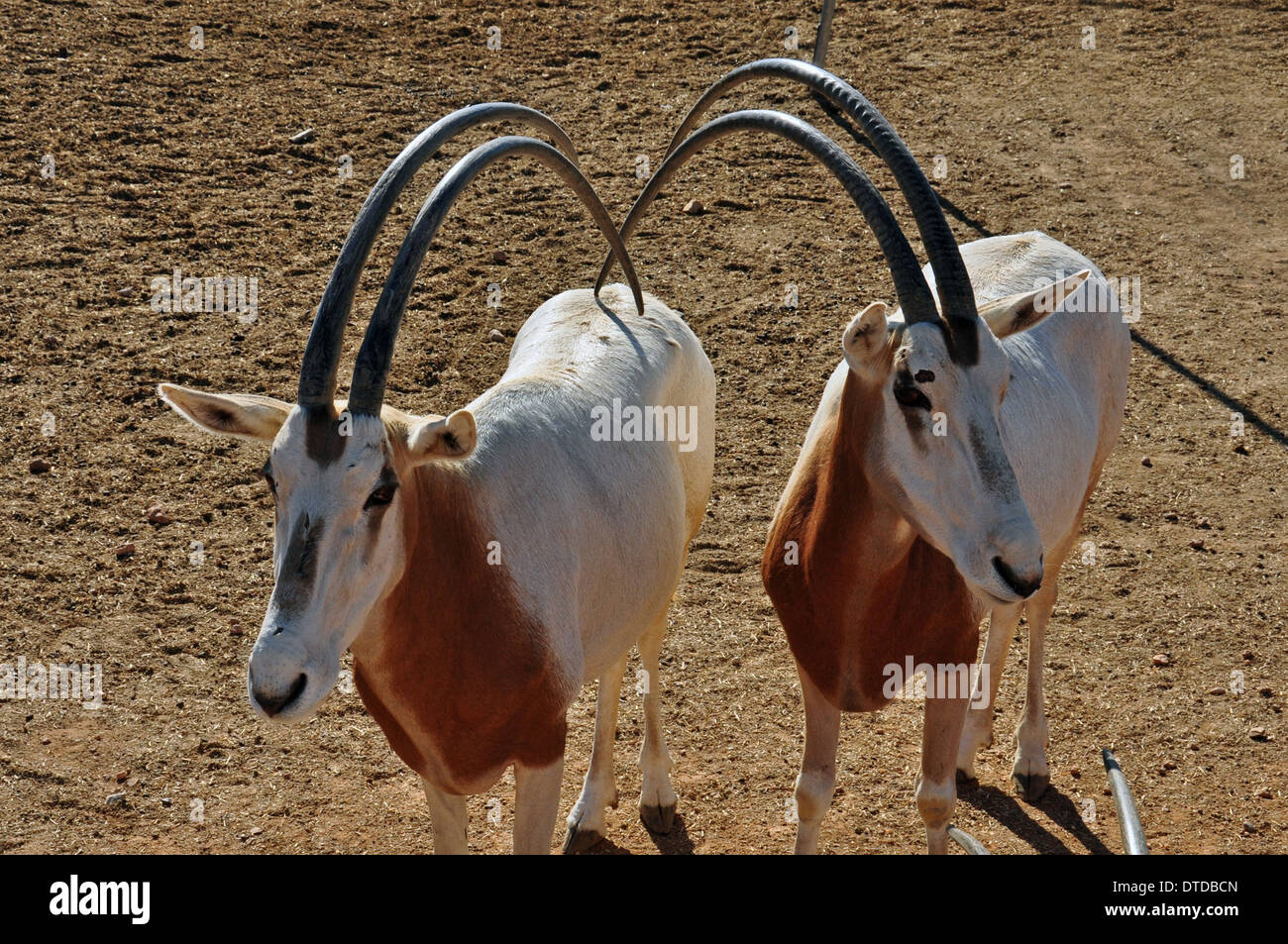 Deux cornes d'antilopes oryx scimitar. Animal mammifère disparu à l'état sauvage. Banque D'Images