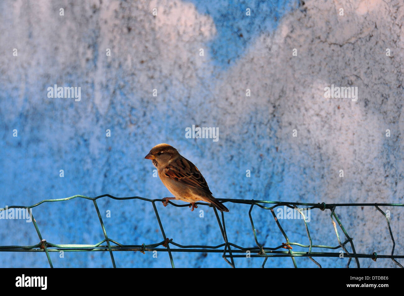 Sparrow passereau assis sur la clôture. Contexte L'animal. Banque D'Images