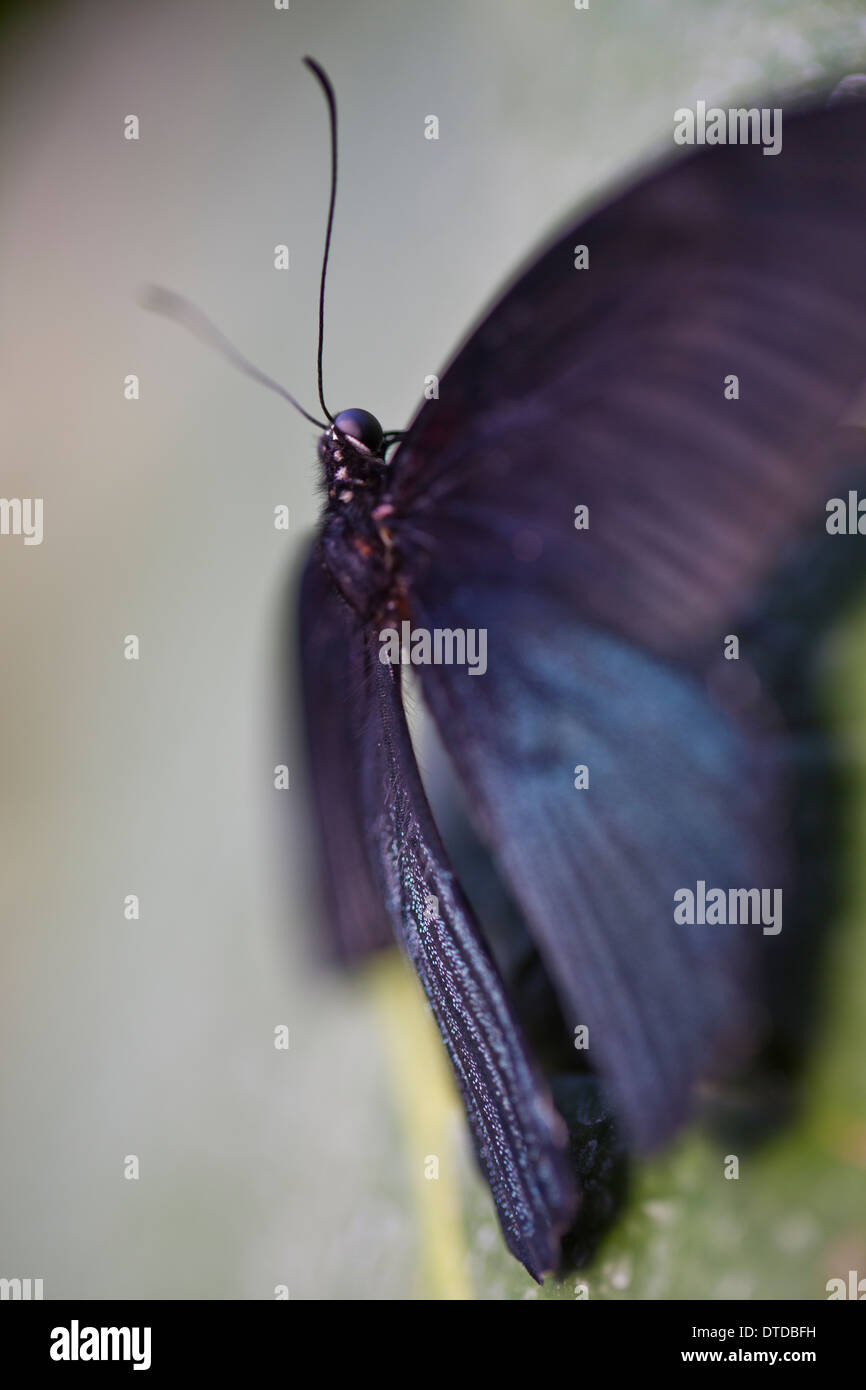 Papillon Grand Mormon Banque D'Images