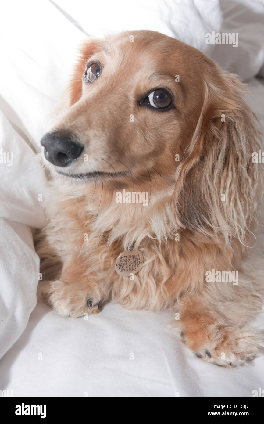 Daschund miniature aux cheveux longs des profils Banque D'Images