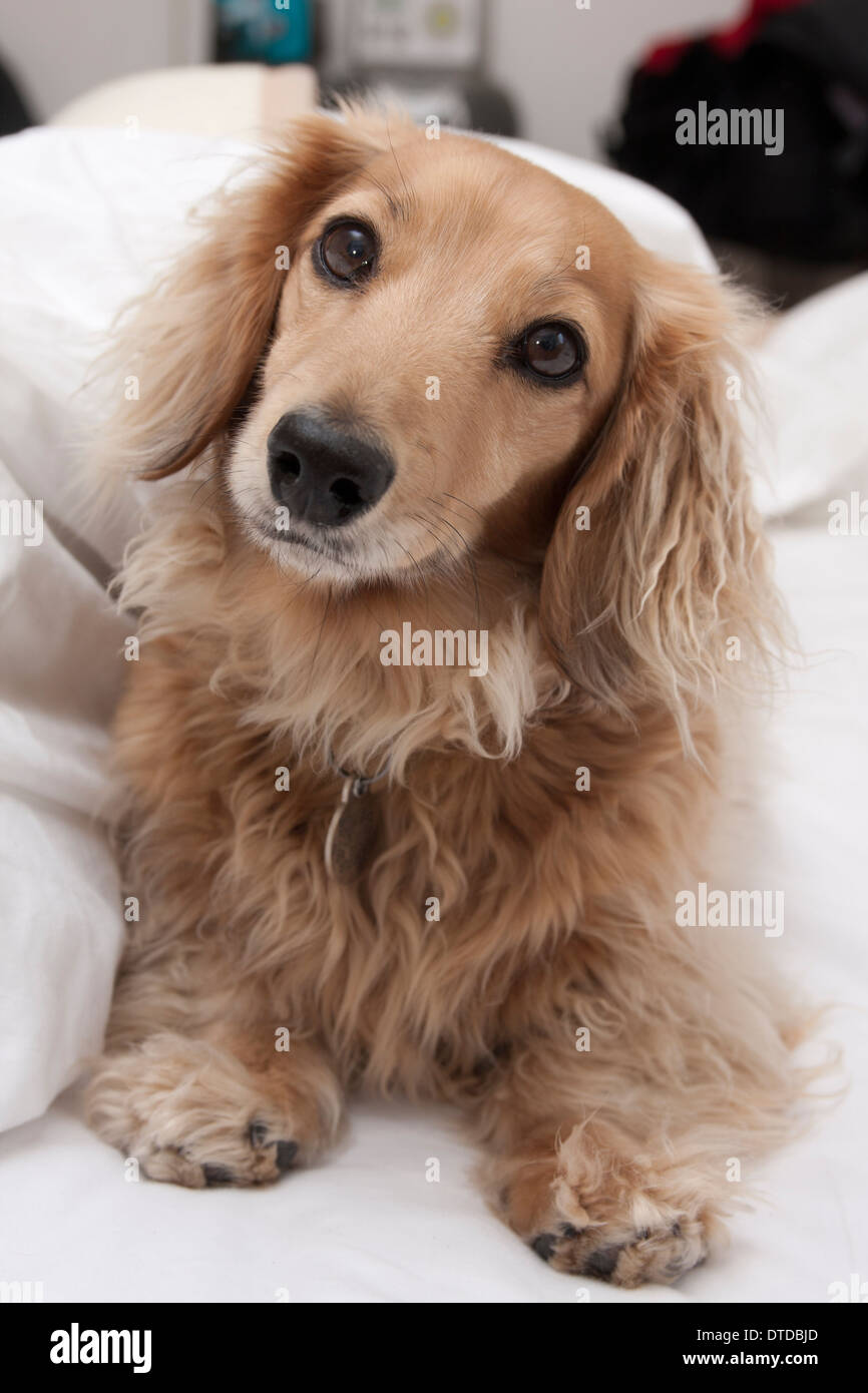 Daschund miniature aux cheveux longs des profils Banque D'Images