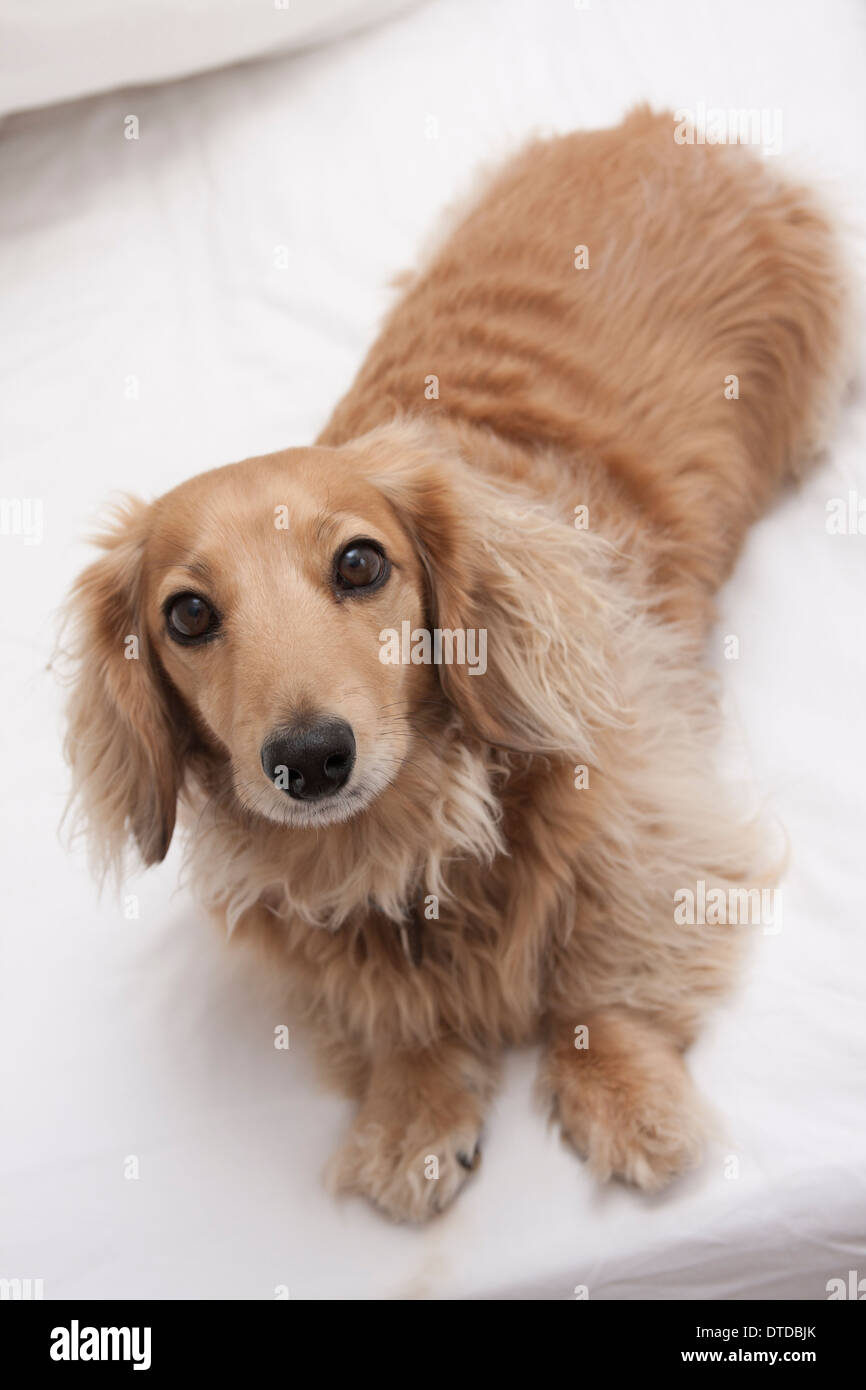 Daschund miniature aux cheveux longs des profils Banque D'Images