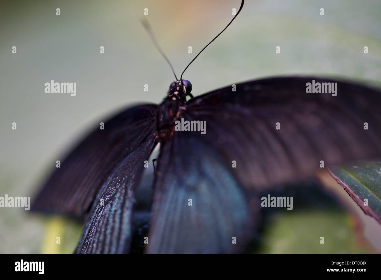 Papillon Grand Mormon Banque D'Images