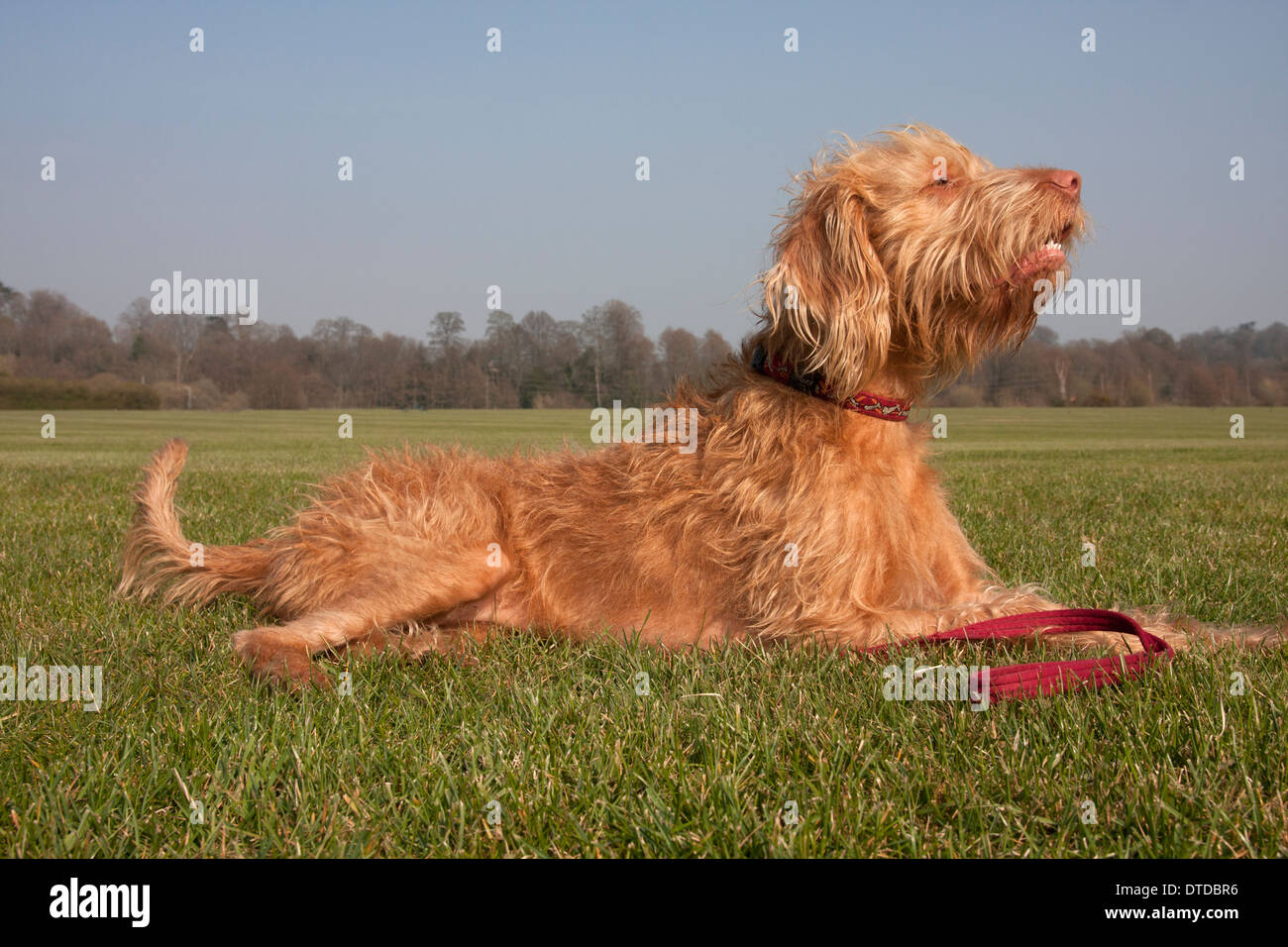 Hungarian Vizsla devint pup (1 ans) lying in field renifle l'air Banque D'Images