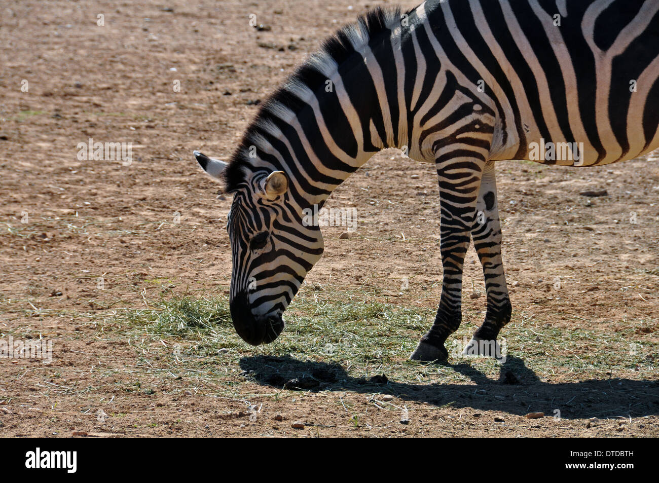 Zebra mange de l'herbe. Des animaux sauvages au zoo. Banque D'Images