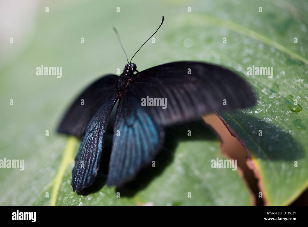 Papillon Grand Mormon Banque D'Images