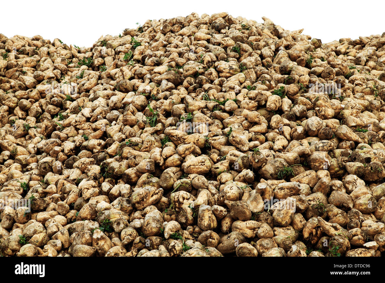 Le sucre de betterave, récoltés, Norfolk, Angleterre Royaume-uni récolte de betteraves à l'agriculture Banque D'Images