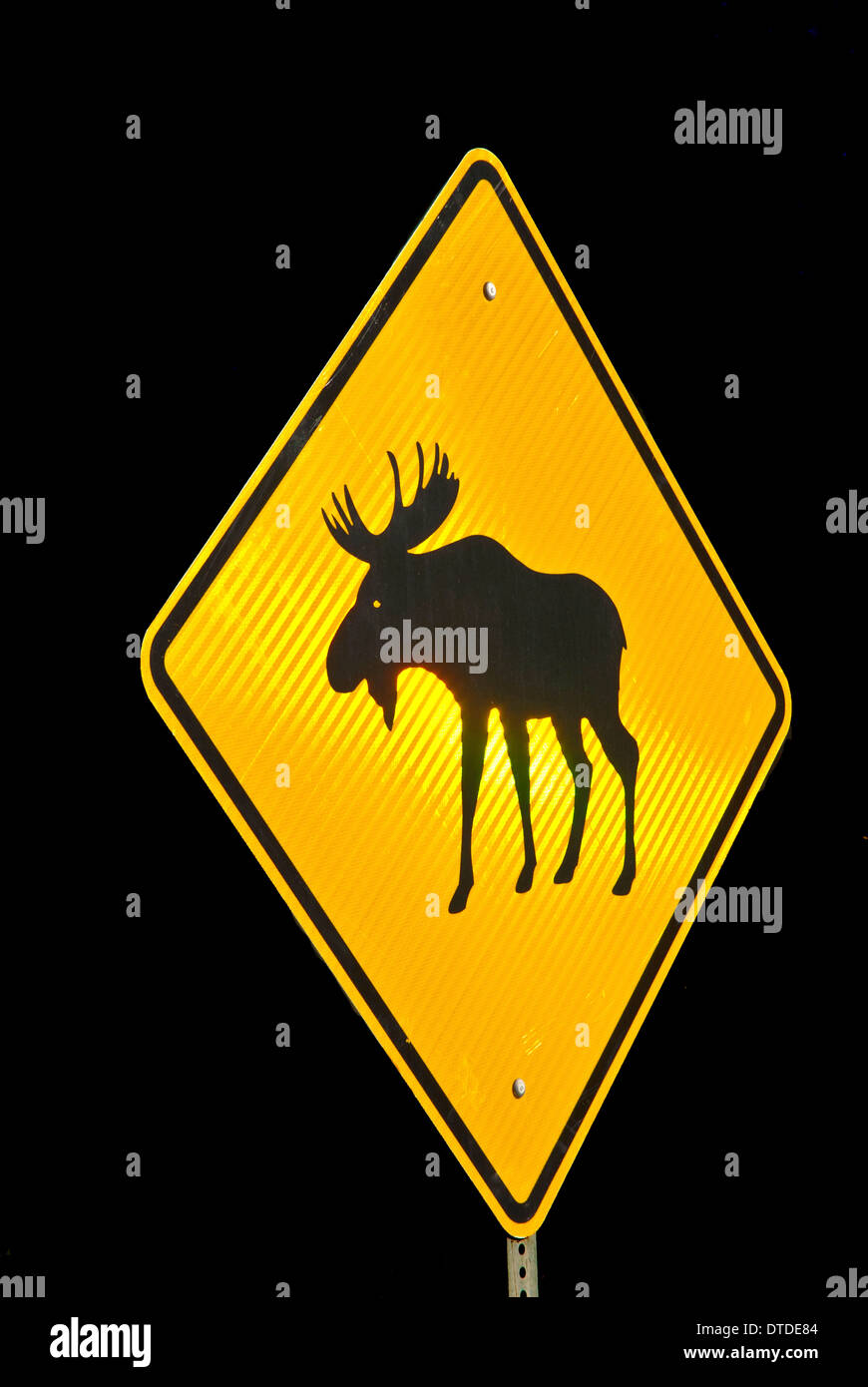 Moose Crossing Road Sign Warning Banque D'Images