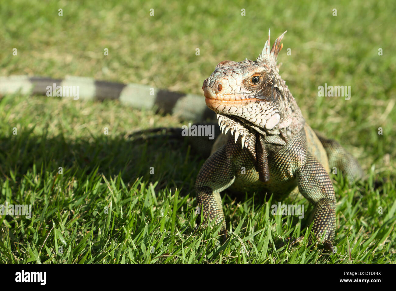 Vue rapprochée d'un iguane sauvage dans une journée ensoleillée Banque D'Images