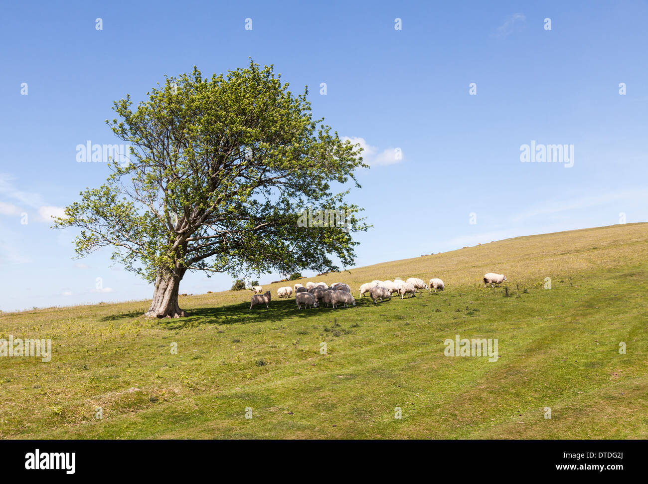 Les moutons en vertu de l'arbre sur la colline à Mynydd Illtud commun au centre de montagne dans le parc national de Brecon Beacons, Nouvelle-Galles du Sud Banque D'Images