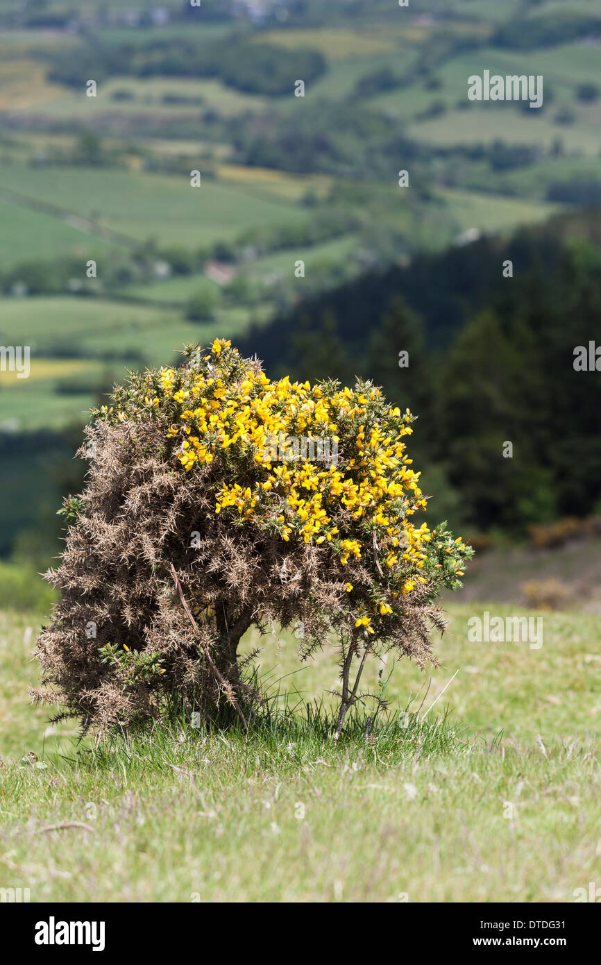 L'ajonc Ulex europaeus bush jaune à Mynydd Illtud commun au centre de montagne dans le parc national de Brecon Beacons, Nouvelle-Galles du Sud Banque D'Images