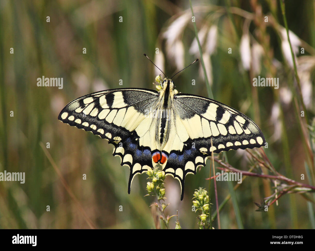 Papilio Machaon papillon dans l'herbe Banque D'Images