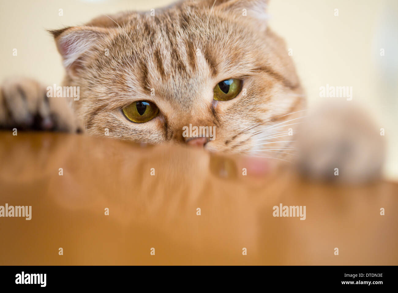 Cat essayant de voler quelque chose à partir de la table de cuisine Banque D'Images