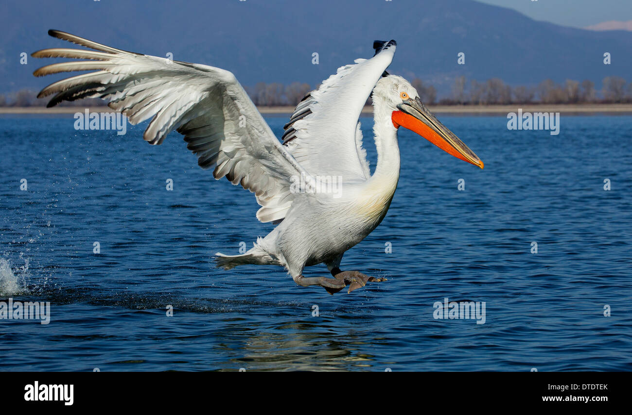 Pélican frisé landing sur le lac Kerkini Banque D'Images