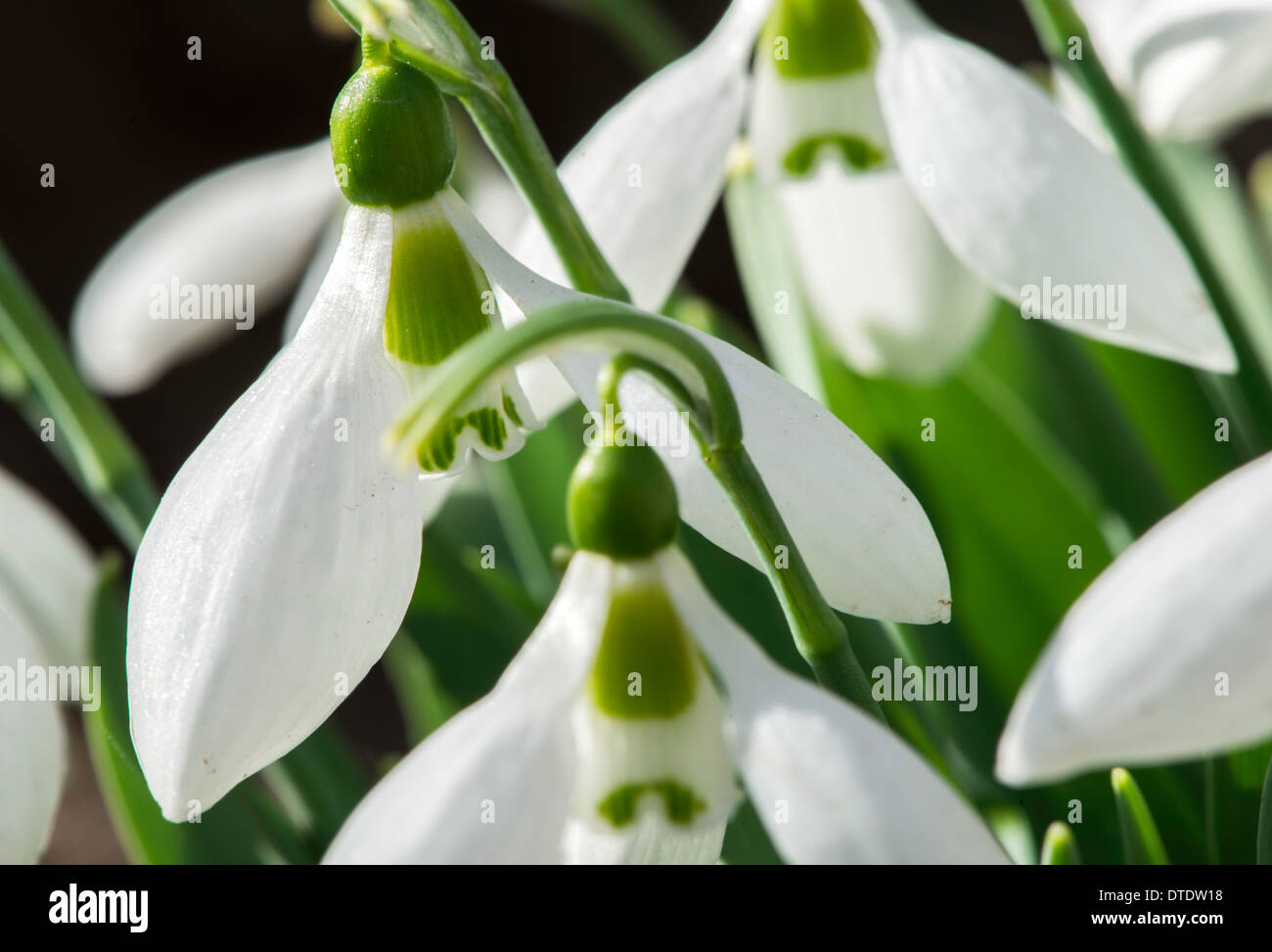 Snowdrop fleur dans une neige. Macro Close up shot Banque D'Images