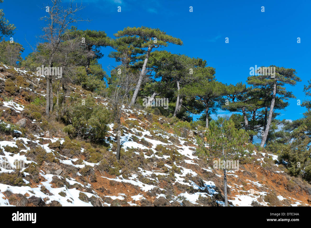 Paysage de neige, Parc Naturel des Sierras de Cazorla, Segura y Las Villas Jaen-province, région d'Andalousie, Espagne, Europe, Banque D'Images