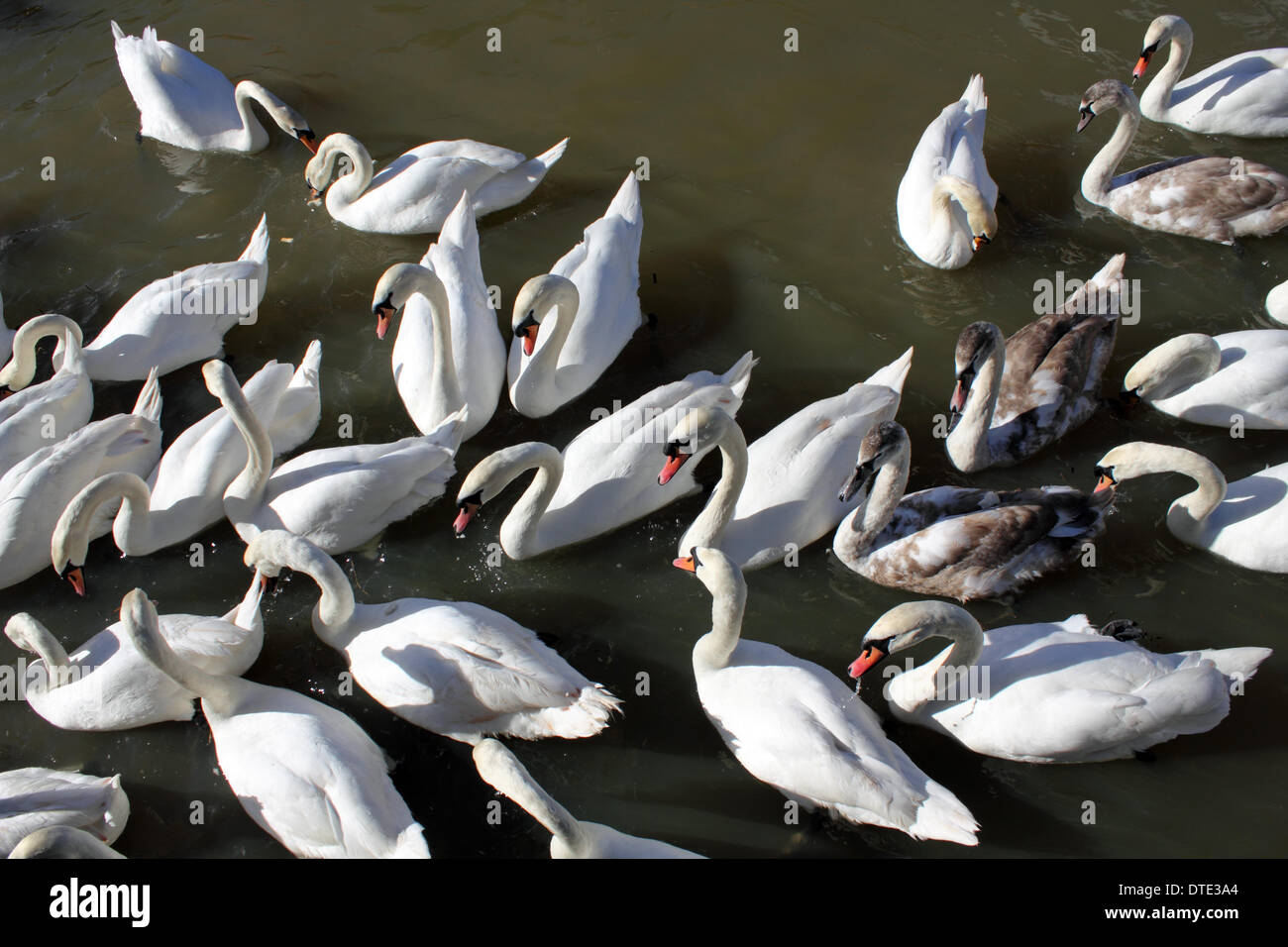 Kingston-uopn-Thames, Angleterre, Royaume-Uni. 16 février 2014. Enfin le soleil brillait à travers une grande partie du Royaume-Uni aujourd'hui et les températures ont atteint un doux 10 degrés celcius. À Kingston Bridge, les cygnes se sont réunis dans une frénésie d'alimentation comme passants jeter du pain pour les nourrir. Credit : Julia Gavin/Alamy Live News Banque D'Images