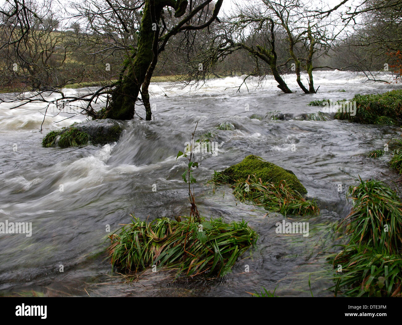 La rivière gonflée après de fortes pluies, Dartmoor, Devon, UK Banque D'Images