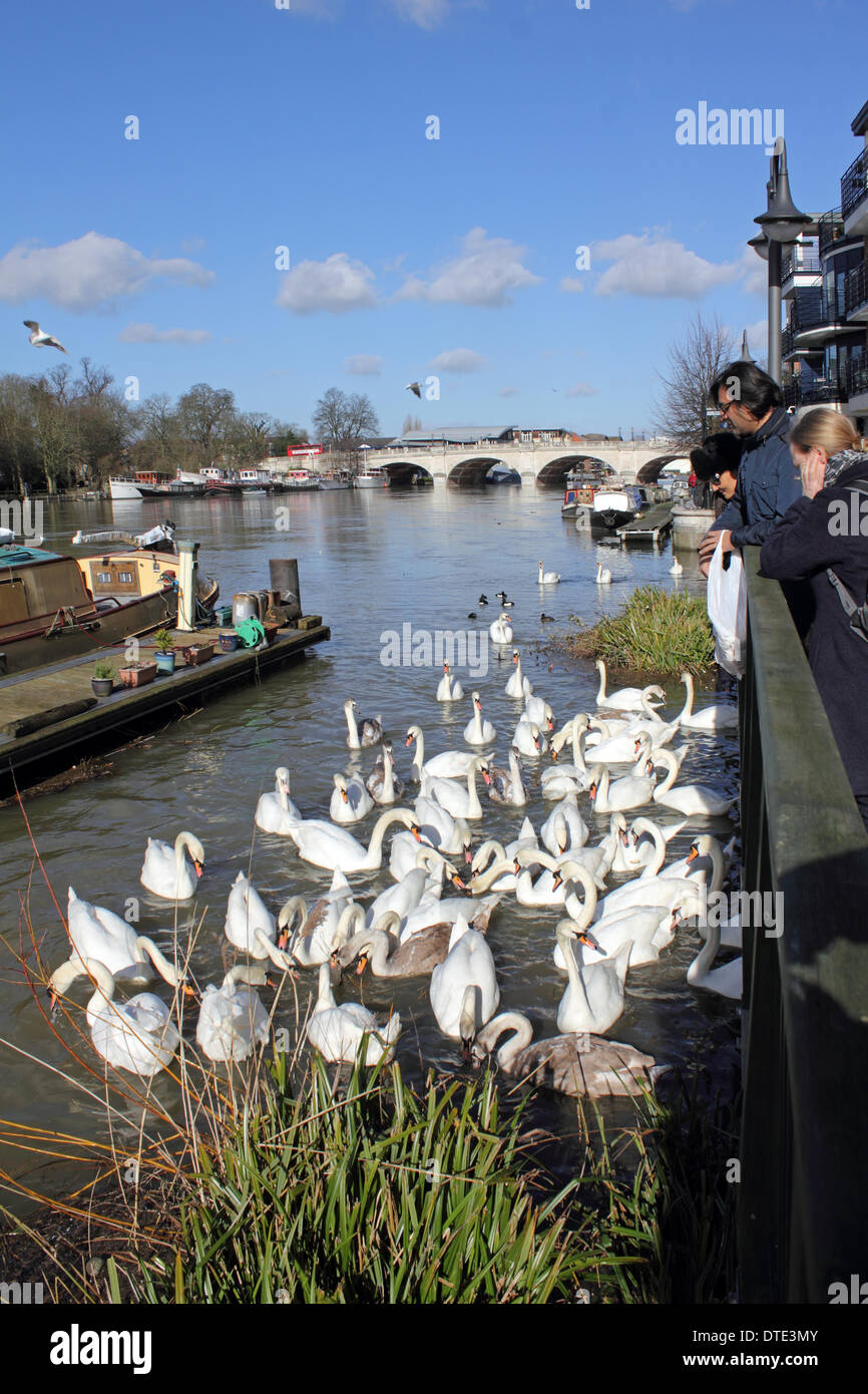 Kingston-uopn-Thames, Angleterre, Royaume-Uni. 16 février 2014. Enfin le soleil brillait à travers une grande partie du Royaume-Uni aujourd'hui et les températures ont atteint un doux 10 degrés celcius. À Kingston Bridge, les cygnes se sont réunis dans une frénésie d'alimentation comme passants jeter du pain pour le manger. Credit : Julia Gavin/Alamy Live News Banque D'Images
