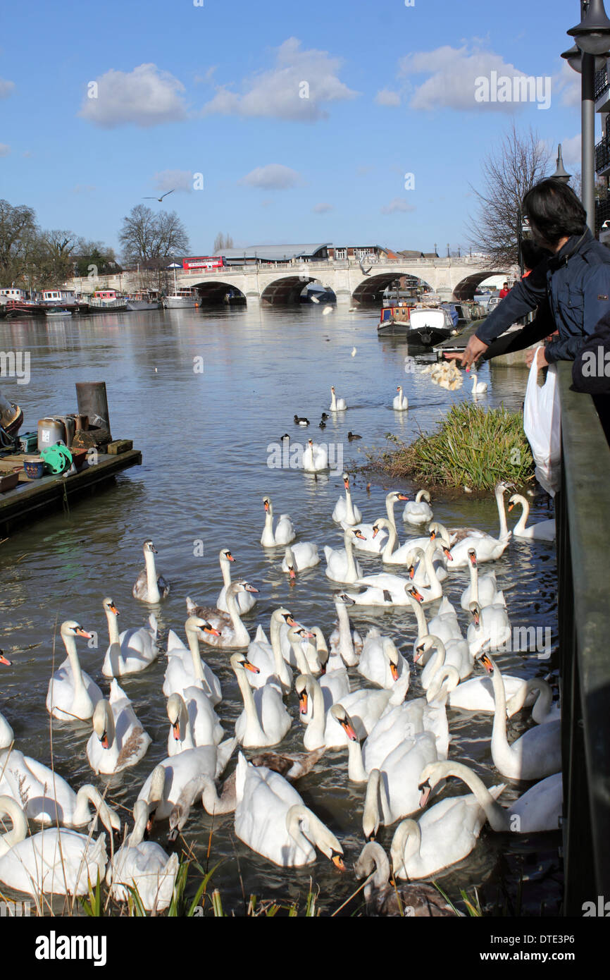 Kingston-uopn-Thames, Angleterre, Royaume-Uni. 16 février 2014. Enfin le soleil brillait à travers une grande partie du Royaume-Uni aujourd'hui et les températures ont atteint un doux 10 degrés celcius. À Kingston Bridge, les cygnes se sont réunis dans une frénésie d'alimentation comme passants jeter du pain pour les nourrir. Credit : Julia Gavin/Alamy Live News Banque D'Images