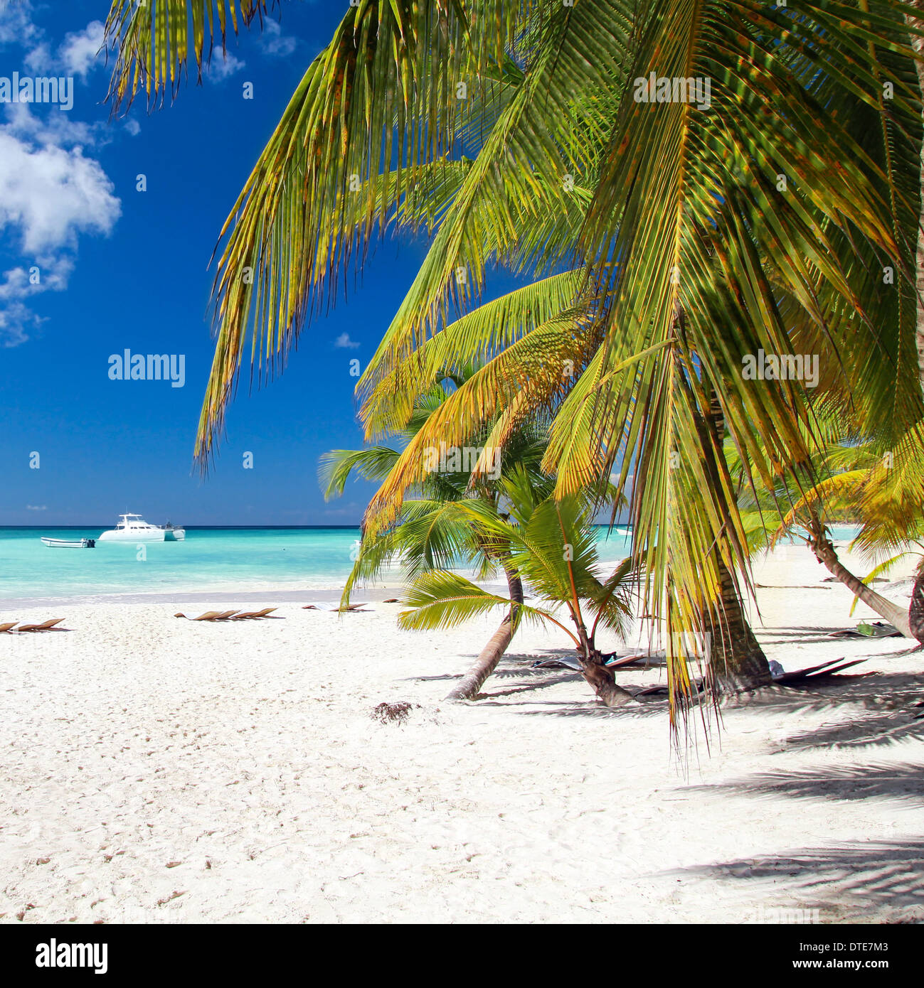 Plage des Caraïbes avec palmiers, Paradise Banque D'Images