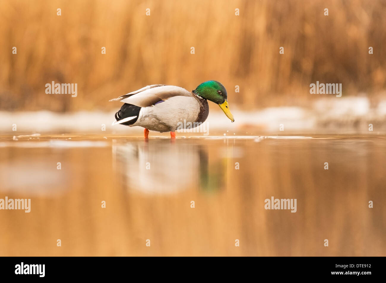 Mâle adulte, le Canard colvert (Anas platyrhynchos) à la recherche de nourriture dans un marais Banque D'Images