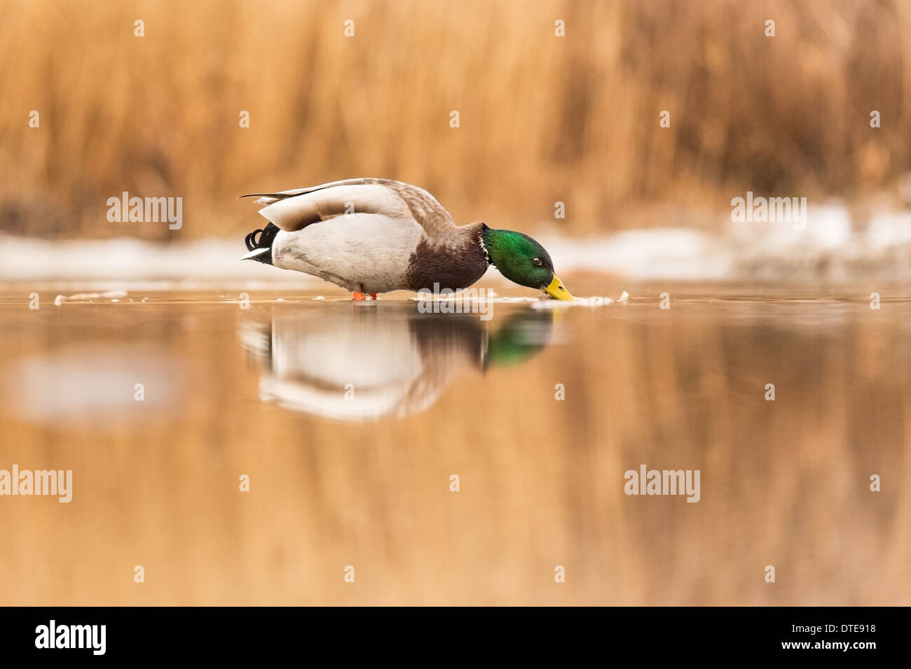 Mâle adulte, le Canard colvert (Anas platyrhynchos) à la recherche de nourriture dans un marais Banque D'Images