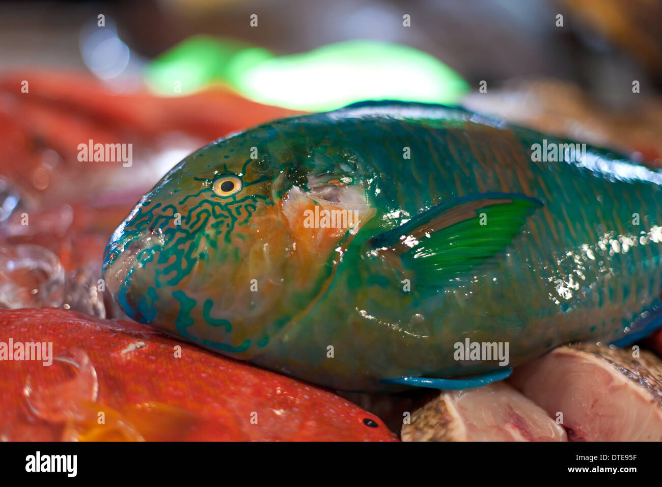 Poisson perroquet frais, fruits de mer sur le marché asiatique Banque D'Images