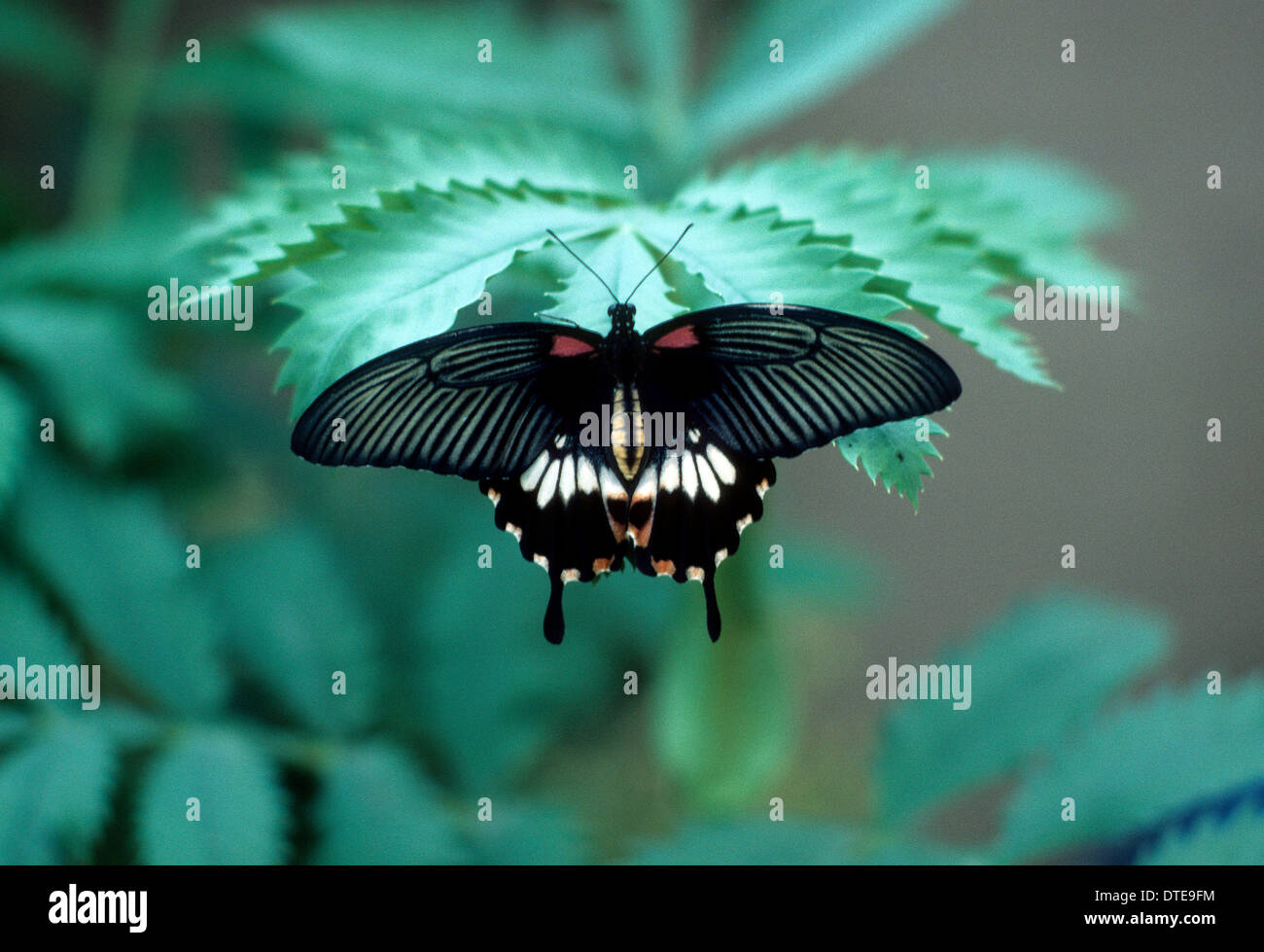 Papillon Grand Mormon Papilio memnon Banque D'Images